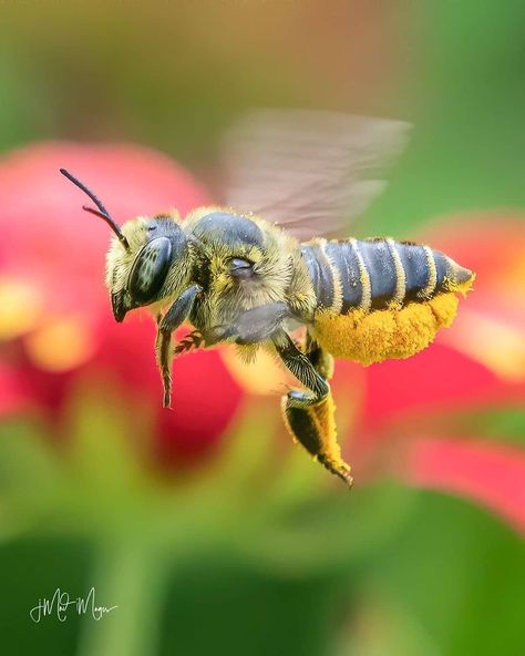 Cute Wild Animals on Instagram: “Hardworker Bee Carrying Polen🐝🧡  Wool carder bees are so named because the female bee scrapes and collects the soft downy hairs (trichomes)…” Wool Carder Bee, Solitary Bees, Bee Tattoo, Bugs And Insects, Cute Wild Animals, Busy Bee, Save The Bees, Artist Gallery, Bee Keeping