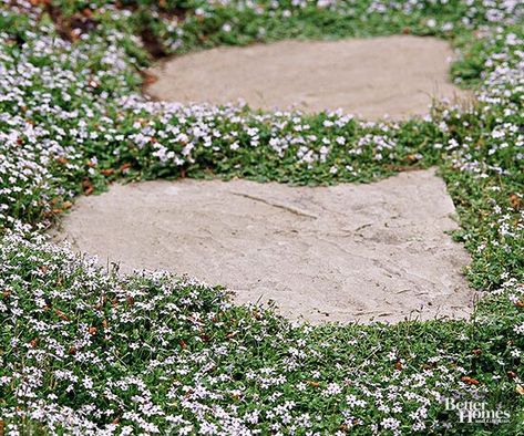 Blue Star Creeper, Red Creeping Thyme, Wall Gardens, Creeping Phlox, Early Spring Flowers, Rock Garden Plants, Creeping Jenny, Ground Cover Plants, Have Inspiration