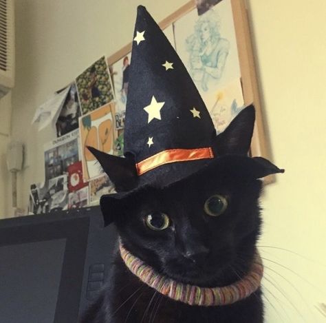 Autumn Icons, Cats Halloween, Fall Cats, Halloween Cats, Witch Cat, A Black Cat, Silly Animals, Cat Costumes, Cat Aesthetic