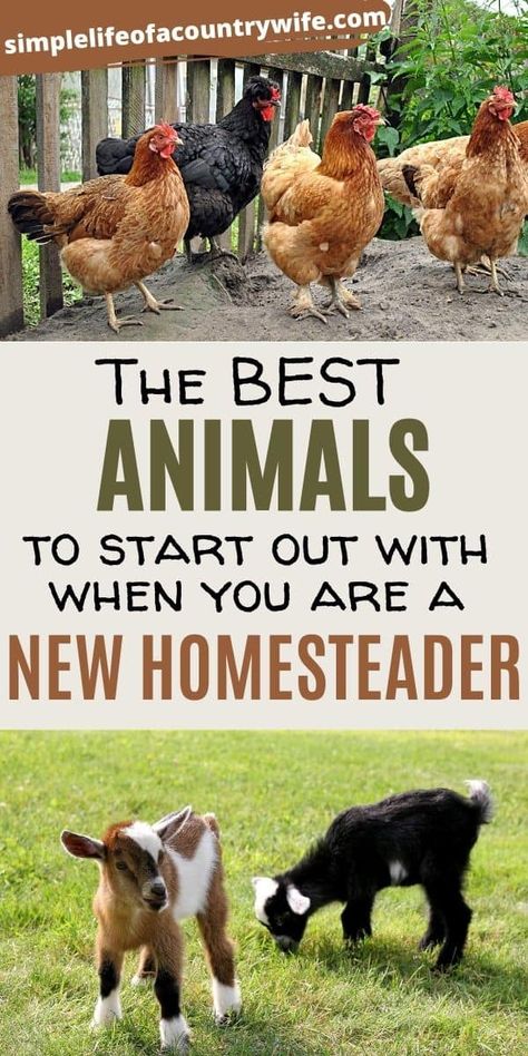 How To Profit From Homesteading, Animals For Homesteading, Making Money From Homestead, How To Start A Farm With No Money, Living Off The Grid How To Start, How To Start A Farm, How To Start A Homestead, Starting A Homestead, How To Homestead