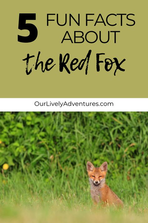 In our backyard we have a red fox den, so we get to see first-hand the fun life of a fox.  This amazing experience affords us the opportunity to learn a lot about the red fox.  I'm sharing five fun facts about the red fox.  Fun fox facts! Facts About Foxes, Fox Facts, Fox Den, Ease Your Mind, Family Fun Night, Forest Fox, Fun Life, Animal Habitats, Wildlife Sanctuary