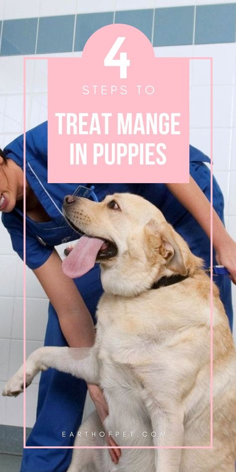 Mange is a skin condition caused by mites that often occurs in puppies and adult dogs #MangeinPuppies #doghealth #doghealthtips #dogcare #dogcaretips #doghacks #healthydog #doghealthwarningsigns Dog Health Tips, Skin Condition, Dog Hacks, Dog Care Tips, Healthy Dogs, Dog Health, Dog Care, Skin Conditions, Labrador Retriever