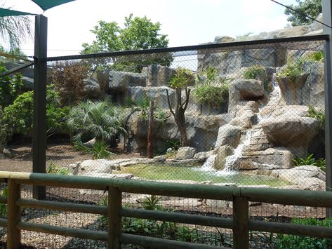 Crocodile Habitat, Jaguar Habitat, Zoo Boo, Zoo Project, Zoo Architecture, Zoo Park, Houston Zoo, Cat Sanctuary, Asian Elephant