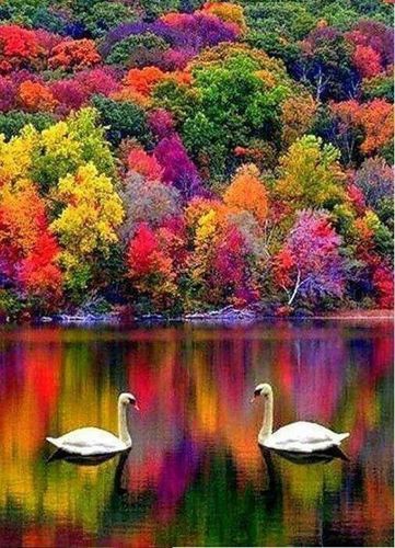 Amazing Nature, Swans, Matka Natura, Wallpaper Cantik, इंस्टाग्राम लोगो, Alam Yang Indah, Alam Semula Jadi, Pretty Places, Belle Photo