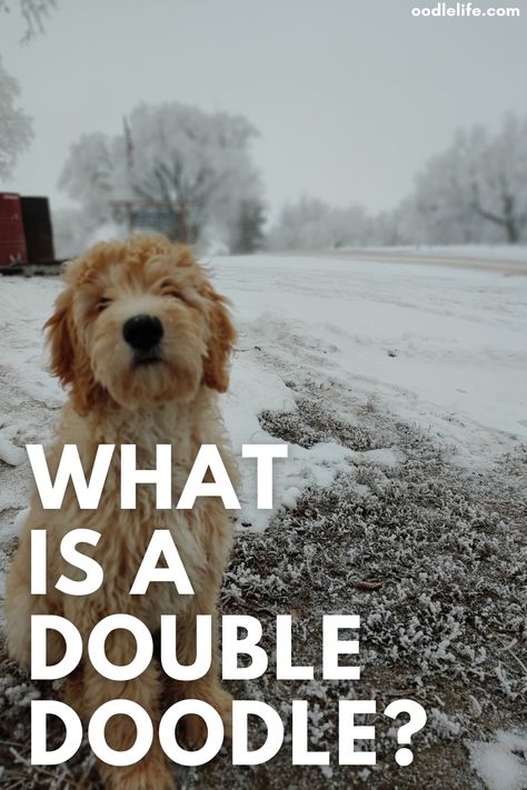 Double Doodle Grooming, Doodle Mixes Dogs, Double Doodle Haircuts, Doodles Dogs Breeds, Doodle Dogs Breeds, Double Doodle Dog, Double Doodles, Doodles Dog, Double Doodle Puppies