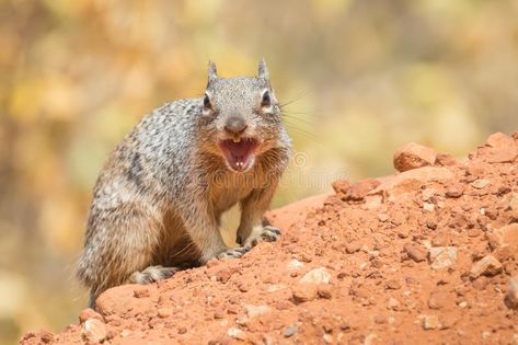 Angry Squirrel, Bright Angel Trail, The Grand Canyon, Design Flower, Canterbury, Squirrels, Quince, Animal Drawings, Vector Design