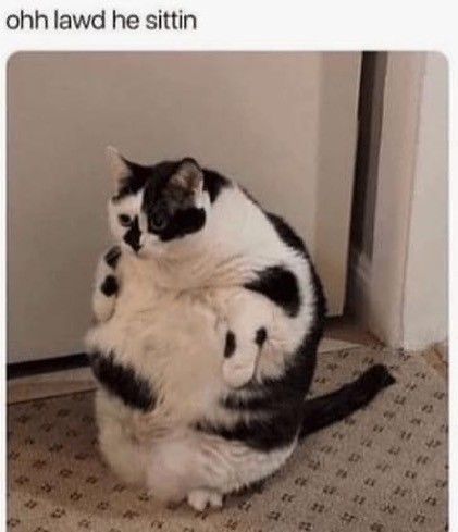 Hilarious Cat Pictures, Fat Cat Pictures, Fat Hairless Cat, Fat Cat Meme, Mr Bigglesworth, Fat Cats Funny, Cat Memes Funny, They Don't Care, Hairless Cat