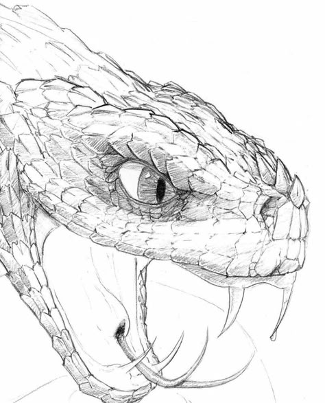 Snake Head Drawing, Snake Sketch, Tattoos Animals, Nghệ Thuật Kinh Dị, Snake Drawing, Animals Drawing, Head Drawing, Snake Head, Snake Art