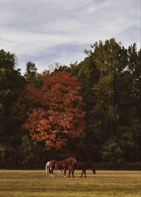 Asthetic Picture Horses, Autumn Plain Wallpaper, Autumn Horse Wallpaper, Fall Aesthetic Countryside, Autumn Equestrian Aesthetic, Late Fall Wallpaper, Horses In Autumn, Fall Horse Aesthetic, Horse Farm Aesthetic