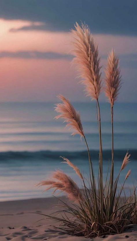 Autumn On The Beach, Autumn At The Beach, Beautiful Images Nature Peace, Peaceful Nature Photos, Calm Vibes Aesthetic, Beach Plants, Beach Autumn, September Month, Soothing Images