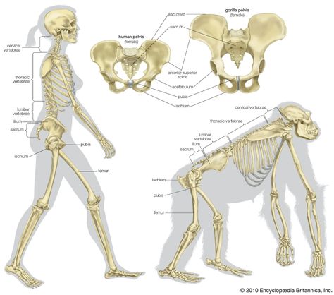 comparative anatomy | Definition, Examples, & Facts | Britannica Gorilla Anatomy, Georges Cuvier, Physical Anthropology, Comparative Anatomy, Biological Anthropology, Creature Anatomy, Creature Reference, Theory Of Evolution, Yoga Anatomy