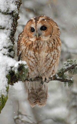 Owl Hogwarts Dr, Owl Photography, Tawny Owl, Winter Owl, Oc Character, Snow Owl, Owl Photos, Falling Snow, Golden Trio