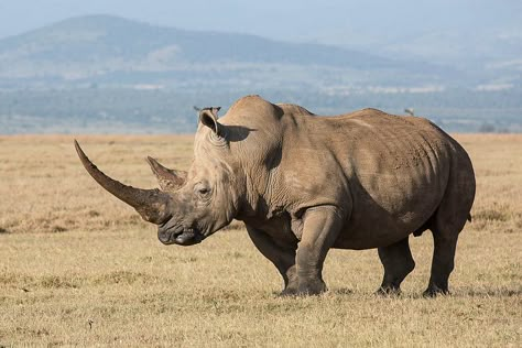 White rhinoceros, Ceratotherium simum | Julie | Flickr White Rhinoceros, Regnul Animal, White Rhino, Animal Study, Animal Reference, Majestic Animals, Rhinos, Animal References, African Wildlife