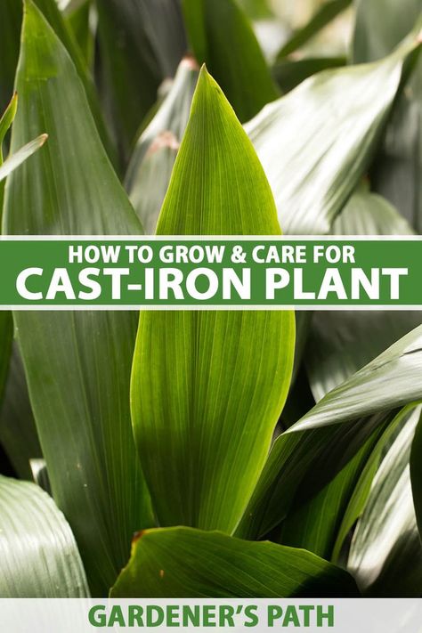 A close up vertical image of the foliage of a cast-iron plant (Aspidistra elatior) pictured on a soft focus background. To the center and bottom of the frame is green and white printed text. Aspidistra Elatior, Types Of Houseplants, Cast Iron Plant, Growing Plants Indoors, Indoor Plant Care, Iron Plant, Plant Cuttings, Plant Lighting, Propagating Plants