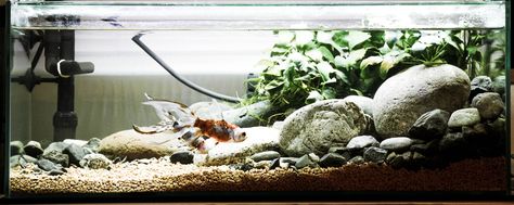 My aquascape 2016 04 03 Low Tech / Low maintenance  Riverbed Stone Hardscape, Anubus & Goldfish River Bottom Aquascape, River Stone Aquascape, River Bank Aquascape, River Rock Aquascape, River Aquascape, Stone Hardscape, Fish Aquarium Decorations, Fish Tank Themes, Amazing Aquariums