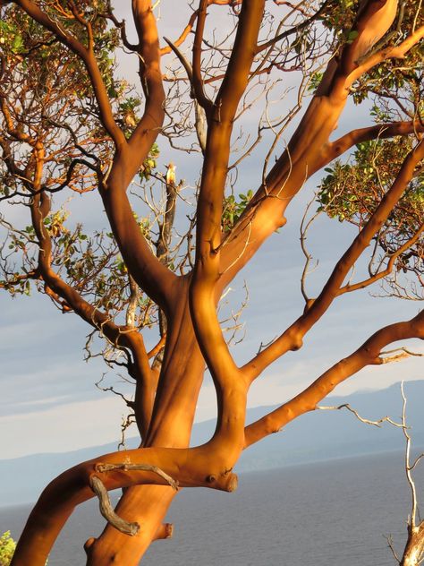 Arbutus Tree Madrona Tree, Arbutus Tree, Arbutus Unedo, Weird Trees, Australia Landscape, Enchanted Tree, Tree Bark Texture, Abstract Tree Painting, Salt Spring Island