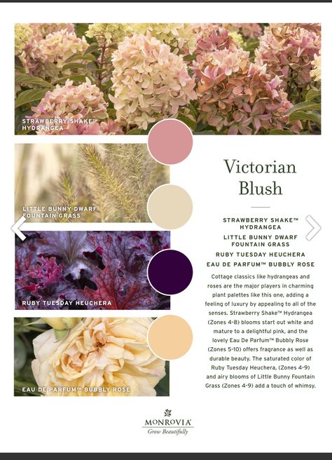 English Garden Color Palette, Flower Garden Color Palette, Garden Colour Schemes, Color Palette Garden, Garden Color Scheme, Garden Color Palette, Garden Palette, Palette Garden, Best Plants For Shade