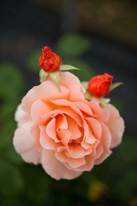 Growing Cut Flowers Part 3: Coming Up Roses | House & Garden Growing Cut Flowers, Rose Gardening, Best Roses, Rose Varieties, Coming Up Roses, Parts Of A Flower, Flower Farmer, Shrub Roses, Growing Roses