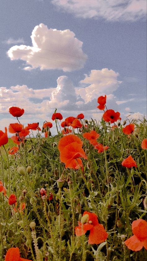 #Aesthetic #edited Modern Style, Poppies, I Hope, Flowers, Red