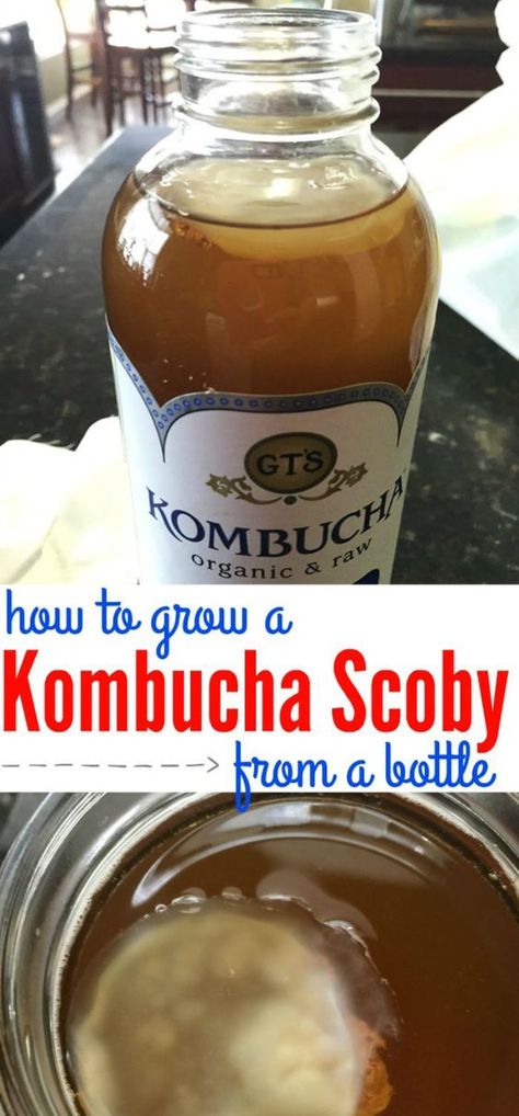 Making kombucha scoby from a bottle is so easy. With this foolproof method, you will have a perfect scoby to start making homemade kombucha. Grow a scoby from a bottle of kombucha. Making Kombucha, Make Your Own Kombucha, Diy Kombucha, Kombucha Flavors, Kombucha Scoby, How To Brew Kombucha, Kombucha Recipe, Homemade Kombucha, Probiotic Drinks