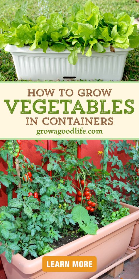 images of a container vegetable garden including a window box of lettuce and a planter with tomatoes herbs and bush beans with overlay text that reads how to grow vegetables in containers learn more at grow a good life dot com How To Container Vegetable Garden, Vegetable Garden Pots Container, How To Use Small Spaces, Growing Veg In Small Spaces, Grow Your Own Vegetables Small Spaces, Permaculture, Growing Fruit And Vegetables In Pots, Pot Plant Vegetable Garden, How To Container Garden