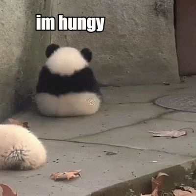 Im Hungry Hungy GIF - Im Hungry Hungy Panda - Discover & Share GIFs Hungry Meme, Hungry Gif, Fat Memes, Im Hungry, Hungry Funny, Panda Gif, Laugh Till You Cry, Panda Eyes, Anime Cupples