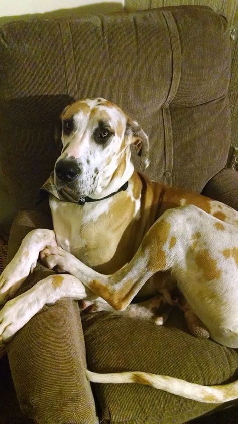 My Fawnequin Great Dane, Toby. 125lbs of love. :) Fawnequin Great Dane, Large Marge, Great Dane Dogs, Gentle Giant, Animal Quotes, Cavalier King Charles, Great Dane, King Charles, Best Dogs