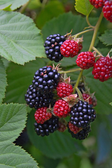 How to Grow Blackberries Thornless Blackberries, Loquat Tree, Blackberry Plants, Growing Blackberries, Stone Fruits, Mulberry Tree, Food Forest, Triple Crown, Organic Produce