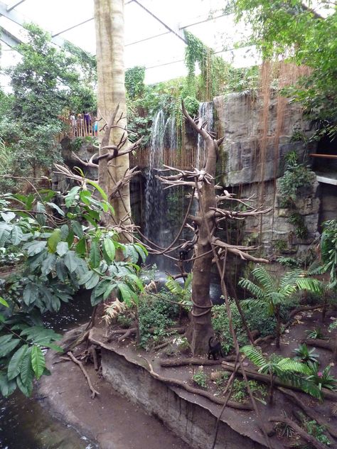 Lied Jungle - Spider Monkey/Baird's Tapir Exhibit Monkey Zoo Exhibit, Monkey Enclosure Design, Sloth Enclosure, Aquarium Window, Monkey Enclosure, Monkey Habitat, Big Bird Cage, Reptile Zoo, Tropical Greenhouses