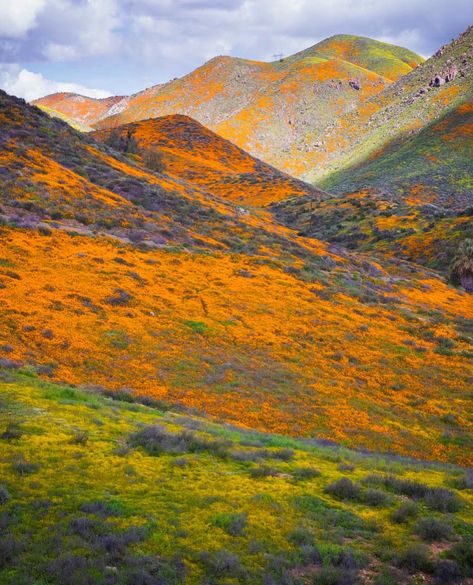 Super Bloom, April 2024, Real Life Stories, In Bloom, Nature Photos, Southern California, Flight, California, Apartment