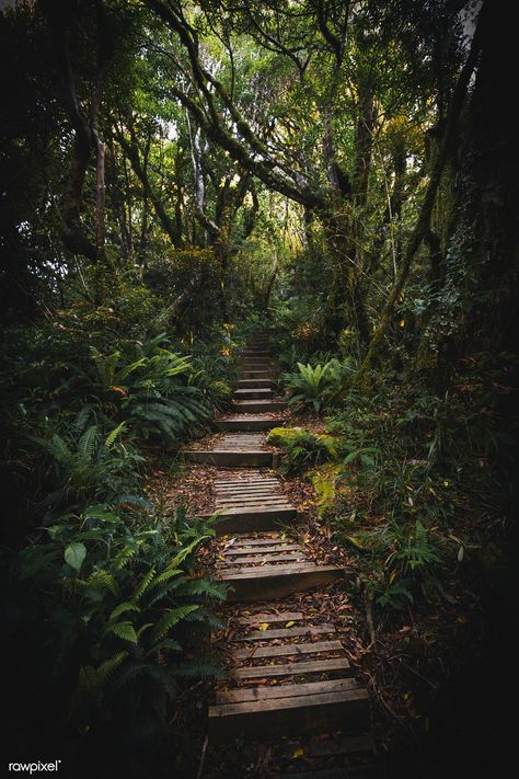 Pathway in a tropical jungle | premium image by rawpixel.com / Luke Stackpoole Jungle Aethstetic, Dark Naturalism Aesthetic, Jungle Aesthetic, Dark Jungle, Dark Naturalism, Jungle Forest, Between Two Worlds, Dark Green Aesthetic, Dark Nature Aesthetic