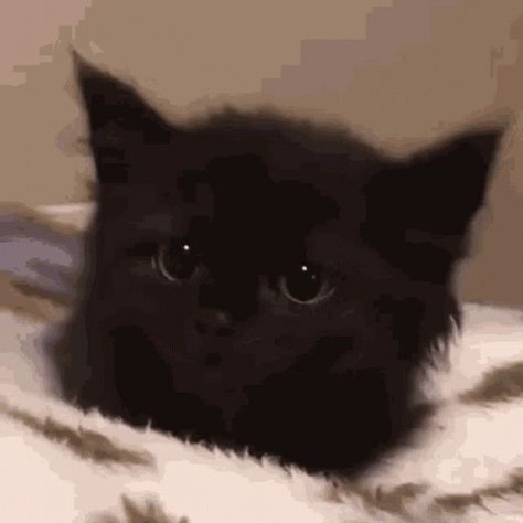 Animated Gif, Black Cat, Keyboard, Gif, Bed, Black