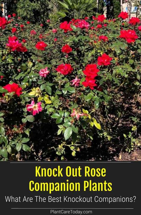 Red Knockout Roses In Landscaping, Knock Out Roses Landscape Flower Beds, Roses In Flower Beds, Landscaping With Roses Ideas, What To Plant With Roses Landscapes, Rose Bush Flower Bed Ideas, Petite Knockout Roses Landscaping, Double Knockout Roses Landscaping, Double Knock Out Roses Landscape Ideas