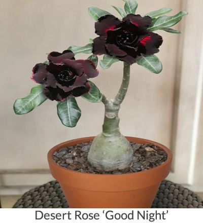 Rose Plant Care, Desert Rose Plant, Rose Varieties, Growing Plants Indoors, Unusual Plants, Planting Roses, Desert Plants, Cactus Y Suculentas, Deco Floral