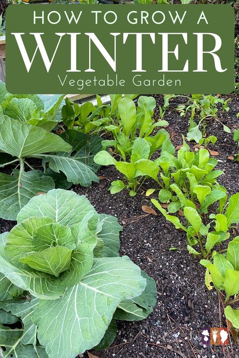 Want to grow a vegetable garden this winter? It's possible. Learn what to grow, how to use cover crops, and even how to use a cold frame to grow all winter long! Intercropping Vegetable Garden Layout, Allotment Planning, Winter Vegetable Garden, Growing Hacks, Jack Aubrey, Growing Winter Vegetables, Cold Frame Gardening, Winter Vegetable, Cover Crops