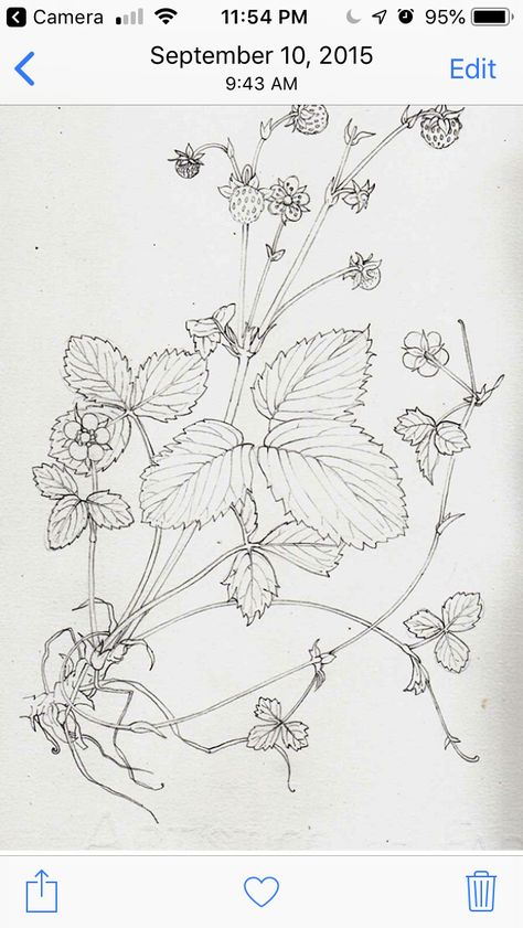 Strawberry Vine Illustration, Wild Strawberry Tattoo Black And White, Hedgerow Illustration, Strawberry Botanical Illustration, Illustration Step By Step, Strawberry Botanical, Lizzie Harper, Step Illustration, Strawberry Drawing