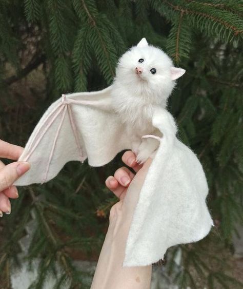 Animals Are Best Friends! | How totally beautiful is this albino bat | Facebook Bat Wings Reference, Albino Oc, Albino Bat, Bat Creature, Albino Dog, Albino Cat, Bat Cute, White Bats, Fox Bat