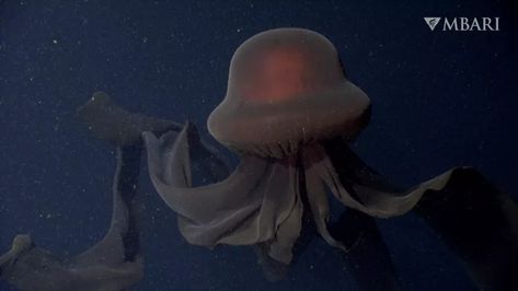 Watch Hypnotic Video of Ghostly Giant Phantom Jelly in California's Monterey Bay Phantom Jellyfish, Moon Jellyfish, Sea Jellies, Cnidaria, Black Ocean, Monterey Bay Aquarium, Deep Sea Creatures, Colossal Art, Sea Slug