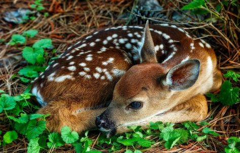 Fawn Wallpaper, Deer Tags, Deer Wallpaper, Fawns Deer, Deer Photos, Deer Pictures, Wildlife Pictures, Deer Family, Inspirational Artwork