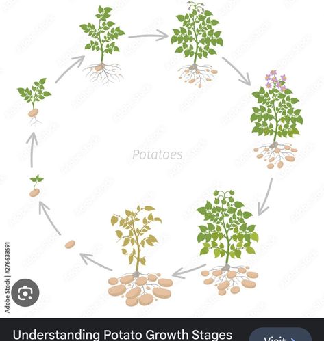 Potato Plant, Sweet Potato Plant, Plant Growing, Growing Potatoes, Life Cycle, Plant Growth, All About Plants, Life Cycles, Plant Life