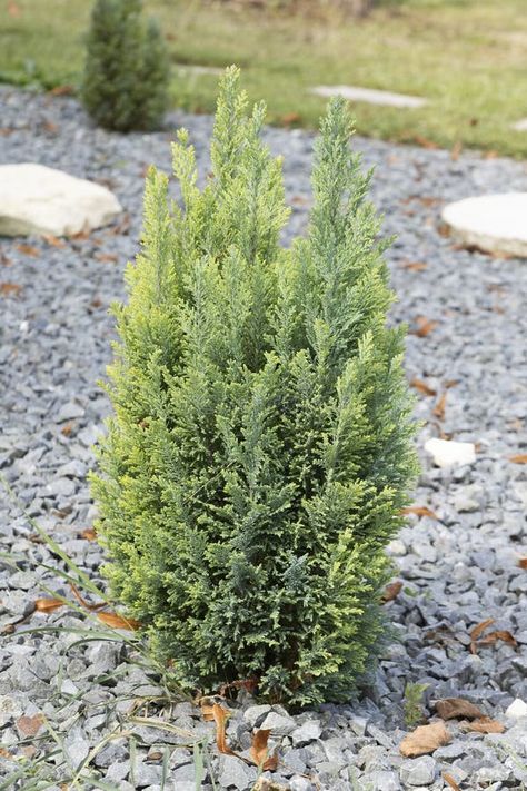 Lawson Cypress \'Ellwood\'s Gold\' in a gravel bed royalty free stock photo Kings Gold Cypress, Golden Cypress, Golden Mop Cypress, Standing Cypress, Leland Cypress, Gravel Garden, Garden Beds, Free Stock Photos, Royalty