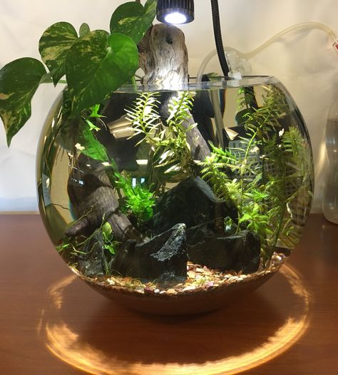 Bowl update 2 5/8/18 Planted Bowl Aquarium, Riparium Tanks, Planted Jar Aquarium, Betta Bowl Ideas, Fish Bowl Aquascape, Beta Fish Bowl Ideas, Bowl Aquascape, Planted Fish Bowl, Fish Bowl Ideas