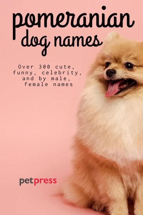 Puppy Names Female, Puppies Names Female, Funny Talking Dog, Funny Pomeranian, Dog Names Unique, Black Pomeranian, Pomeranian Dogs, Girl Dog Names, Female Dog Names