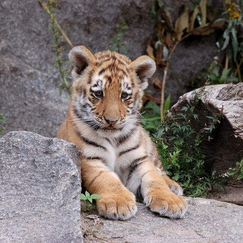 Cute Tiger Cubs, Save The Tiger, Baby Tigers, Cute Tiger, Tiger Pictures, Cute Reptiles, Your Spirit Animal, Cute Tigers, Baby Tiger