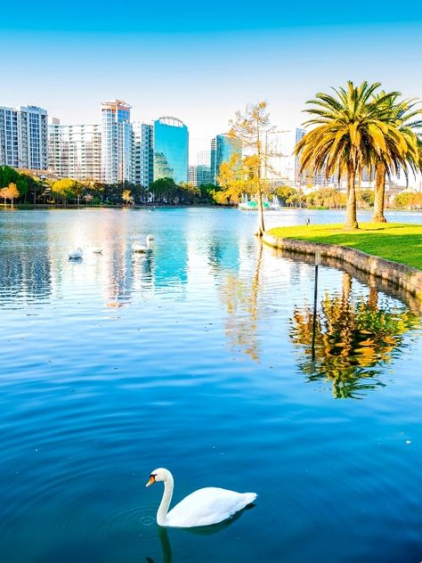 Florida Honeymoon, Things To Do In Orlando, Lake Eola, Places In Florida, Honeymoon Places, Orlando City, Best Honeymoon, Best Sunset, Orlando Fl