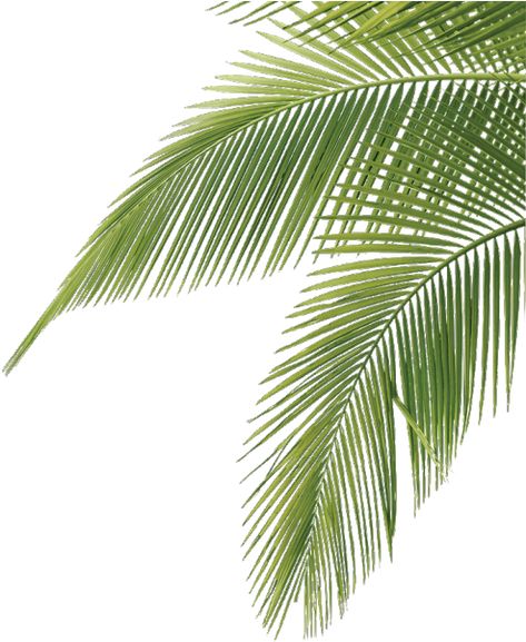 Potted Palm Trees, Palm Tree Illustration, Palm Tree Sticker, Palm Tree Png, Palm Tree Vector, Potted Palms, Coconut Leaves, Motif Tropical, Coconut Palm Tree