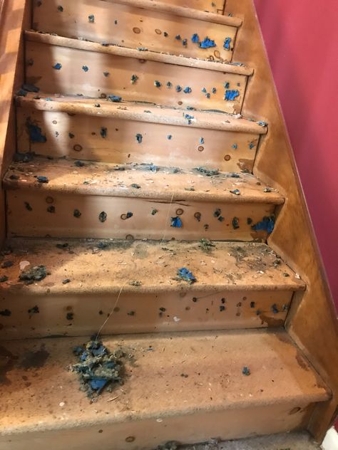 How To Retread Stairs, Stair Tread Color Ideas, How To Paint Your Stairs, Tread And Riser Ideas, Redoing Stair Treads, Wood Stair Treads And Risers, Retrofit Stair Treads, Stair Diys, Replacing Stair Treads Diy