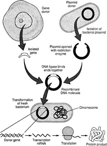 Use of Restriction Endonucleases and Ligase in Genetic Engineering Technology Worksheets, Recombinant Dna Technology, Dna Ligase, Dna Facts, Recombinant Dna, Notes Life, Dna Technology, Biology Worksheet, Dna Molecule