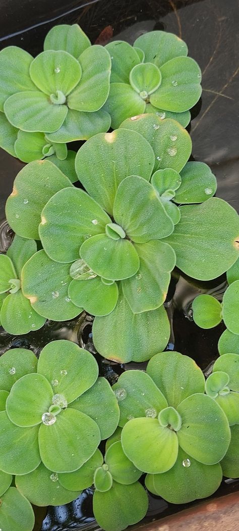 Water lettuce Water Lettuce, Photo Inspo, Lettuce, Plant Leaves, Water, Plants