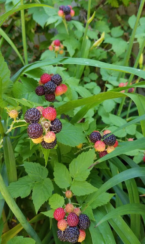 Edible Gardens: Black Raspberries, America's Lost Fruit - Gardenista Container Gardening Fruit, Black Raspberries, Raspberry Plants, Plant Diy, Berry Patch, Bush Garden, Edible Gardens, Gardening Projects, Sante Fe